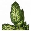 Artificial Green Dieffenbachia Plant 2 Pack - Faux Indoor Plant Spray - EverGreen Greenery For Home Or Office Decor