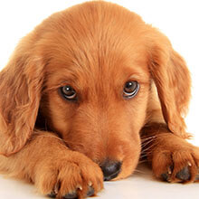 Glass Spray Container to Train Pets Dogs Cats for Misting Cat Dog Pet and Training Behavior