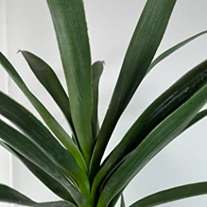 Artificial Tree+Faux Agave Plant