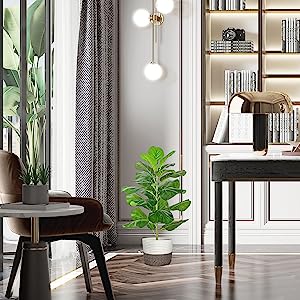 fiddle leaf fig tree