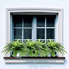 window ferns