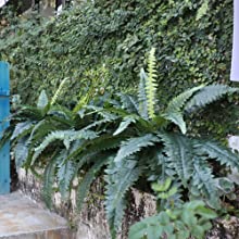 indoor ferns