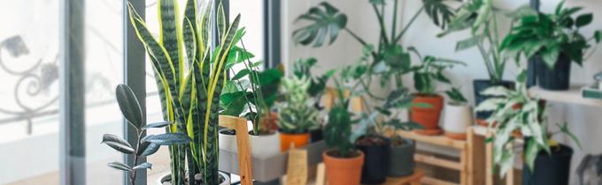 Artificial Plant Faux Snake Plant Artificial Snake Plant Fake Snake Plant Faux Sansevieria Plant