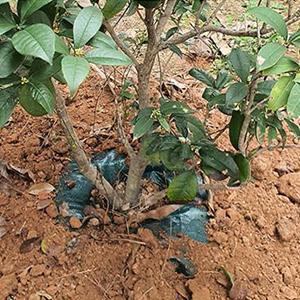 Drip Water Bag Garden Drip Bag Release Watering Bag Watering Irrigation Bag Gardening Planting Bag Drip Irrigation Bag Hydration Drip Irrigation Bag Bladder Pillow Water Tank Agriculture Irrigation 3