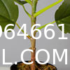 Real Touch 120cm Artificial Tree Bonsai Plant Fig Tree Ficus Carica Decorative Tree Artificial Plant Home Decor