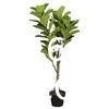 Artificial Fiddle Leaf Fig Tree/Faux Ficus Lyrata for Home Office Decoration, Ships in Silvery Gray Planter